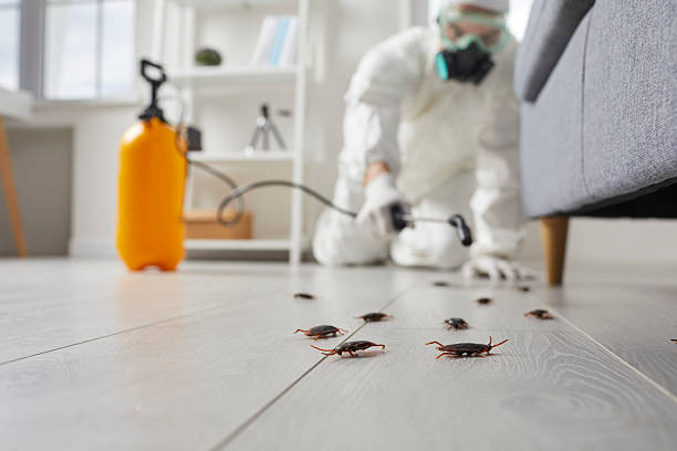 Post-Treatment Bed Bug Interceptor Monitoring in Oxon Hill